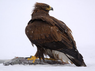 Картинка автор игорь шпиленок беркут животные птицы хищники