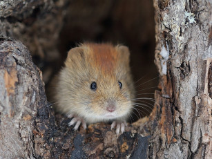 Картинка автор игорь шпиленок полевка животные крысы мыши