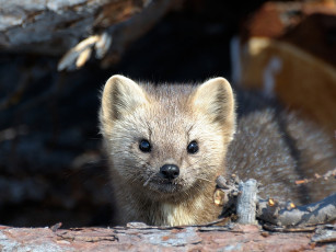 Картинка автор игорь шпиленок соболь животные хорьки ласки соболи горностаи куницы