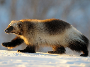 Картинка автор игорь шпиленок животные росомахи