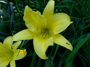 Картинка цветы лилии лилейники