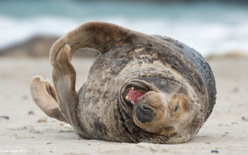 Картинка животные тюлени морские львы котики