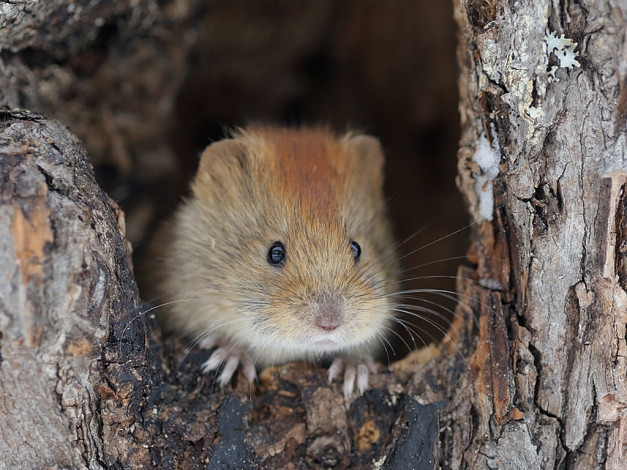 Обои картинки фото автор, игорь, шпиленок, полевка, животные, крысы, мыши