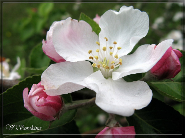 Обои картинки фото цветы, цветущие, деревья, кустарники