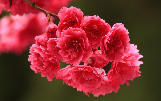 Обои картинки фото цветы, цветущие, деревья, кустарники