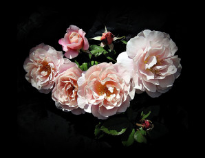 Картинка цветы розы