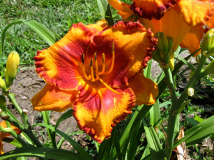 Картинка цветы лилии лилейники