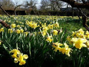 Картинка цветы нарциссы