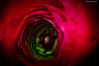 Картинка цветы ранункулюс азиатский лютик весна обои макро