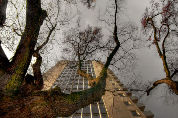 Картинка природа деревья tree