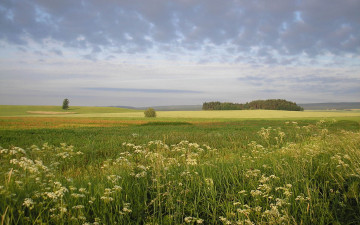Картинка природа луга деревья