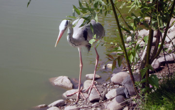 Картинка роев ручей животные цапли зоопарк камни пруд