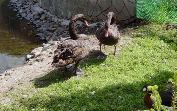 Картинка роев ручей животные лебеди зоопарк трава чёрные