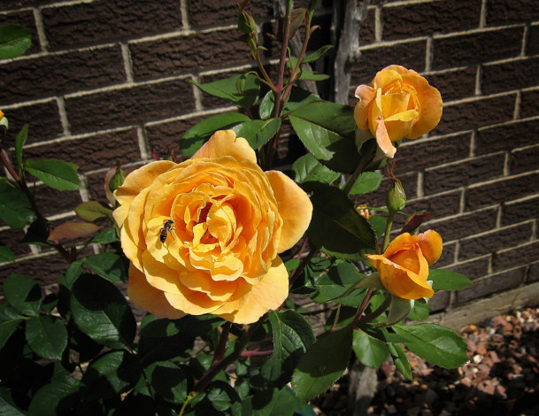 Обои картинки фото цветы, розы