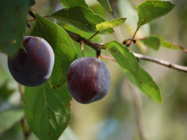 Обои картинки фото природа, плоды, ветка, слива