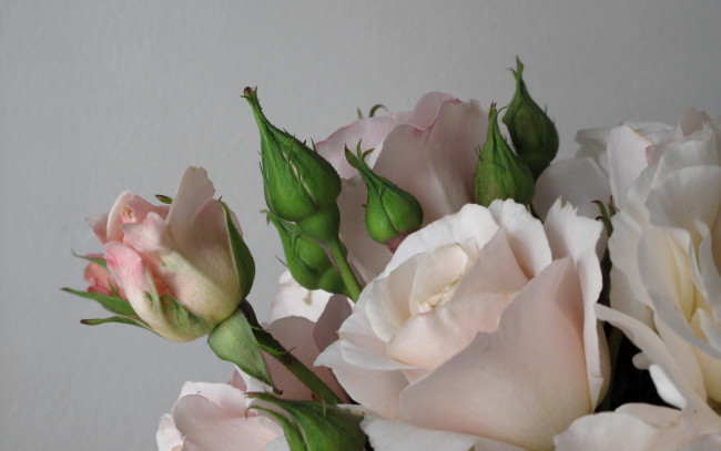 Обои картинки фото цветы, розы