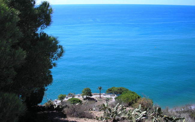 Обои картинки фото природа, побережье, море, дерево, кактусы