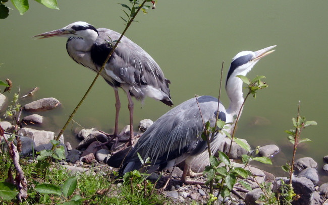 Обои картинки фото роев, ручей, животные, цапли, пруд, камни, зоопарк