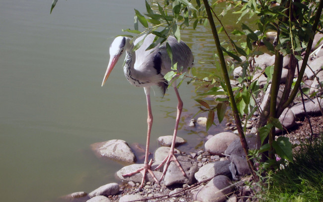 Обои картинки фото роев, ручей, животные, цапли, зоопарк, камни, пруд