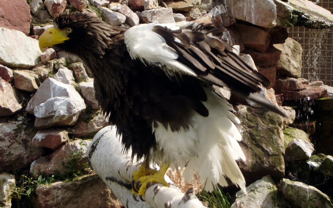 Обои картинки фото роев, ручей, животные, птицы, хищники, орлан, зоопарк