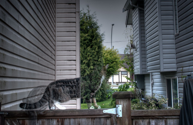 Обои картинки фото разное, компьютерный, дизайн, кошка