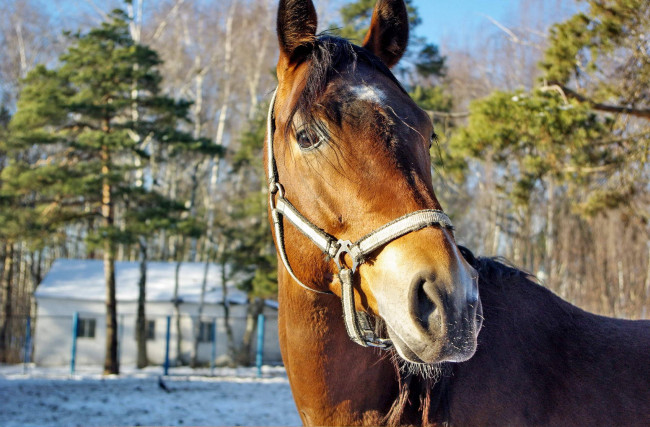 Обои картинки фото животные, лошади, конь, морда, сосны