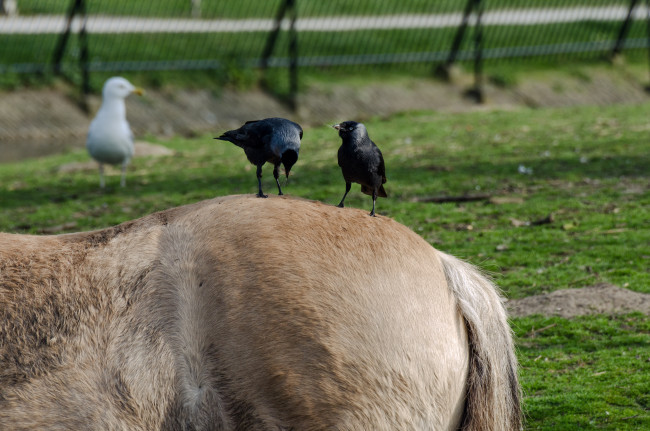 Обои картинки фото животные, разные, вместе, галки, лошадь