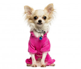 Картинка животные собаки собака