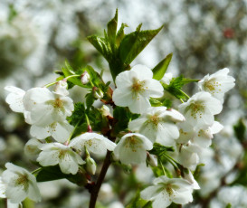 Картинка цветы цветущие+деревья+ +кустарники дерево листья цветение