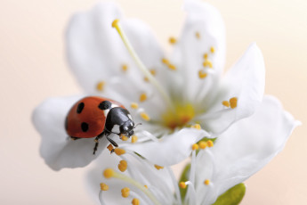 Картинка животные божьи+коровки цветок божья коровка