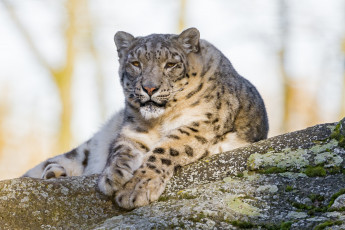 Картинка животные снежный+барс+ ирбис барс