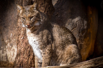 Картинка животные рыси кошка