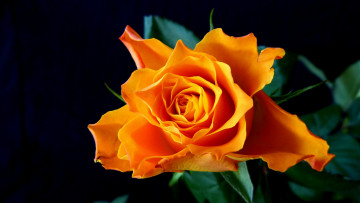 Картинка цветы розы оранжевая роза