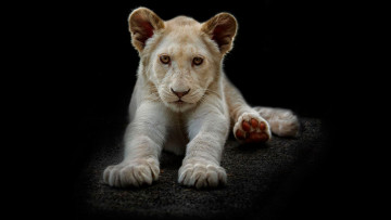 Картинка животные львы малыш