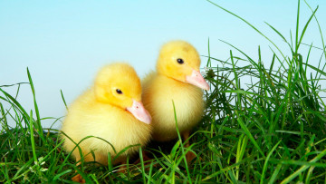 Картинка животные утки малыши