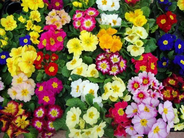 Обои картинки фото цветы, примулы, примула, много