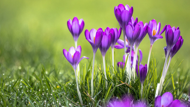 Обои картинки фото цветы, крокусы, бутоны