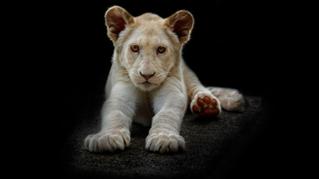 Обои картинки фото животные, львы, малыш