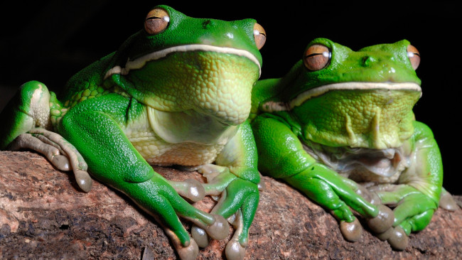 Обои картинки фото животные, лягушки, парочка