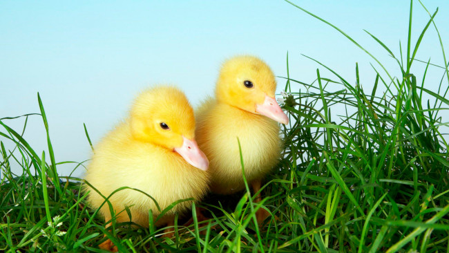 Обои картинки фото животные, утки, малыши