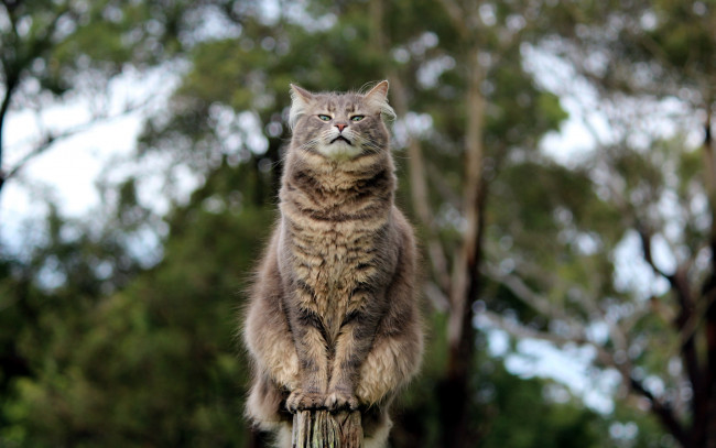 Обои картинки фото животные, коты, взгляд, поза, кошка