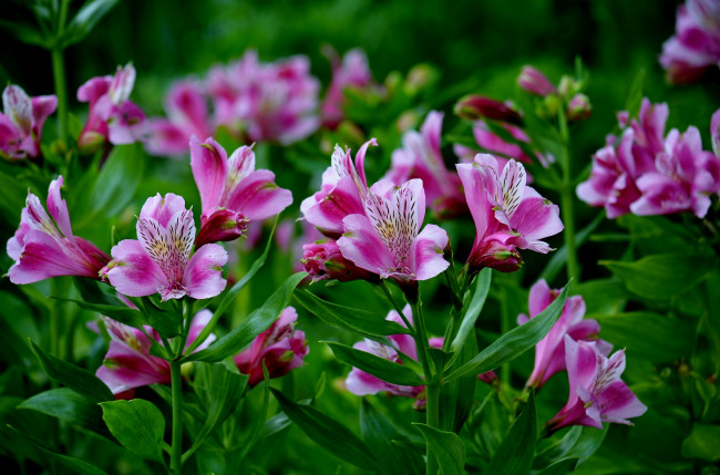 Обои картинки фото цветы, альстромерия