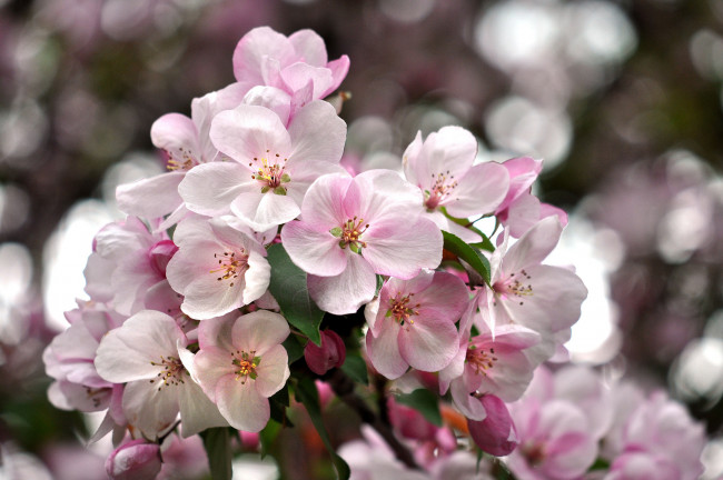 Обои картинки фото цветы, цветущие деревья ,  кустарники, весна