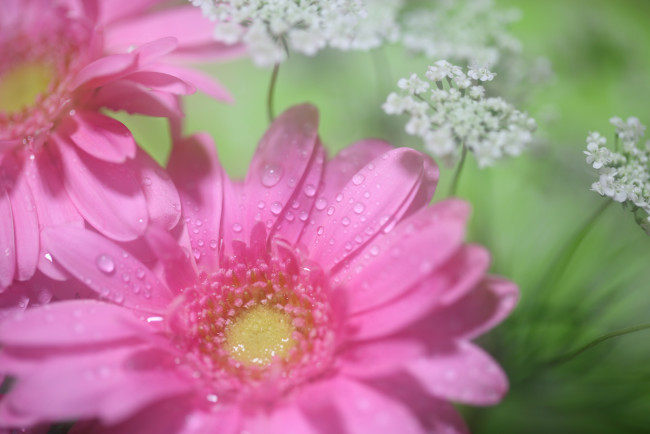 Обои картинки фото цветы, герберы, розовая, гербера