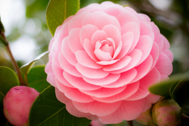 Обои картинки фото цветы, камелии, розовая, камелия