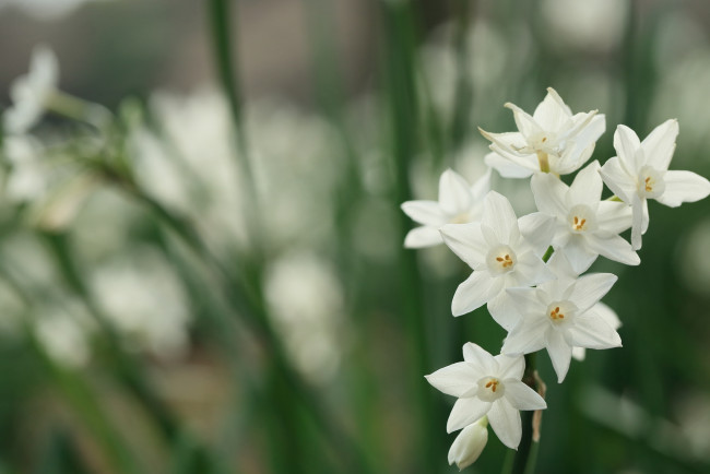 Обои картинки фото цветы, нарциссы, белые