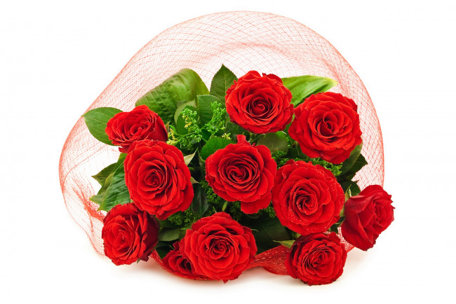 Обои картинки фото цветы, розы, красные