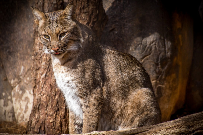 Обои картинки фото животные, рыси, кошка