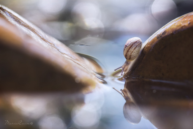 Обои картинки фото животные, улитки, камень, улитка