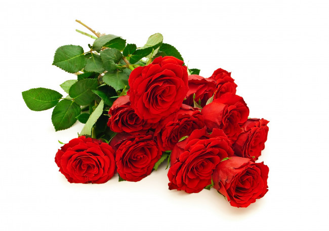 Обои картинки фото цветы, розы, красные